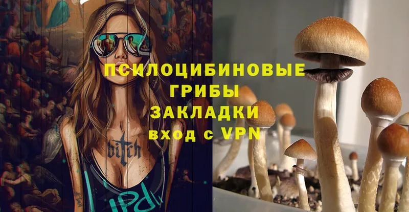 Галлюциногенные грибы Psilocybe  блэк спрут ссылка  Мичуринск 